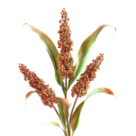 Millet-01